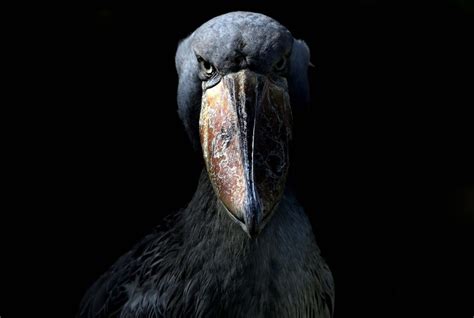  「The San Bird Dance」：古代の鳥、そして神秘的なリズム